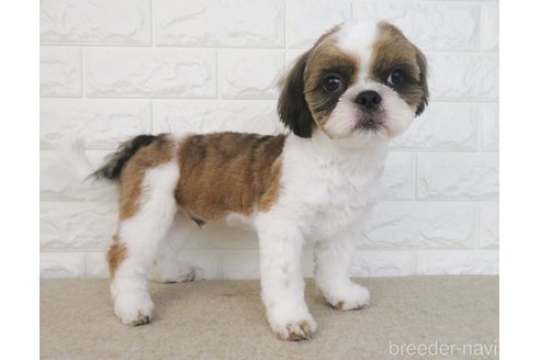 成約済の大阪府のシーズー-259849の5枚目