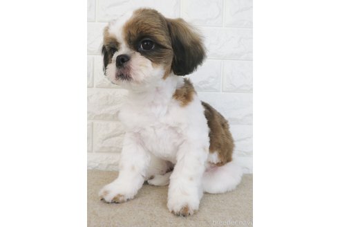 成約済の大阪府のシーズー-259849の4枚目