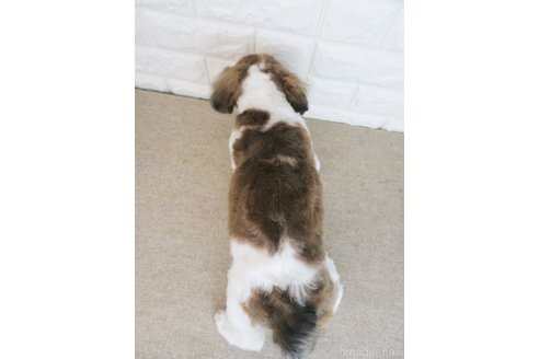 成約済の大阪府のシーズー-259849の2枚目