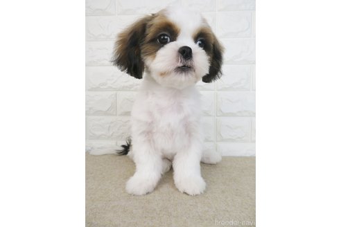 成約済の大阪府のシーズー-261798