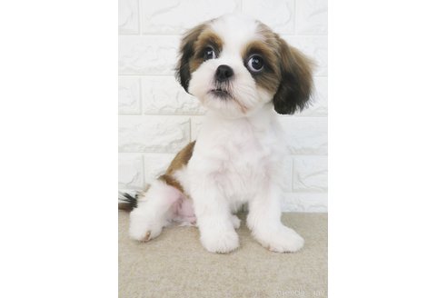 成約済の大阪府のシーズー-261798の5枚目