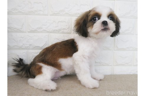 成約済の大阪府のシーズー-261798の4枚目