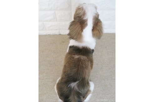 成約済の大阪府のシーズー-261798の2枚目