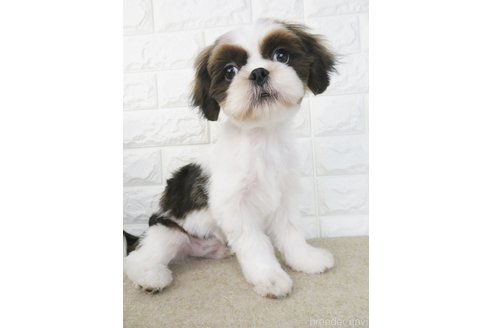 成約済の大阪府のシーズー-261796