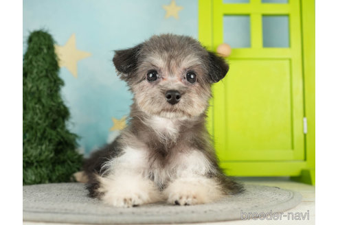 成約済の千葉県のチワプー:チワワ×トイプードル-273063の3枚目