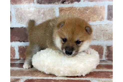 成約済の福岡県の豆柴-273115の13枚目