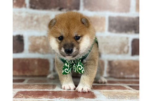 成約済の福岡県の豆柴-273115の14枚目