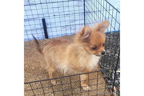 成約済の茨城県のポメラニアン-251770の19枚目