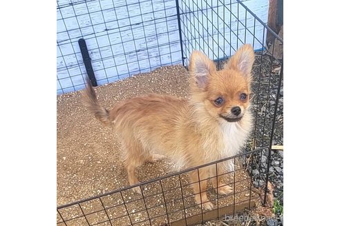 成約済の茨城県のポメラニアン-251770の18枚目
