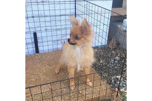 成約済の茨城県のポメラニアン-251770の17枚目