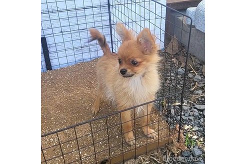 成約済の茨城県のポメラニアン-251770の16枚目