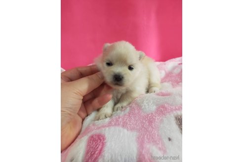 成約済の神奈川県のポメラニアン-273123の29枚目