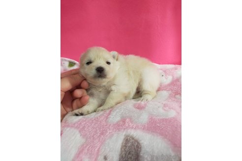成約済の神奈川県のポメラニアン-273123の28枚目