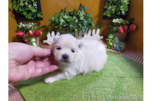 成約済の神奈川県のポメラニアン-273123の24枚目