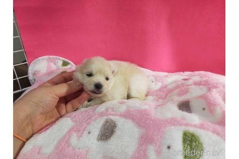 成約済の神奈川県のポメラニアン-273123の22枚目
