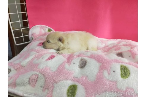 成約済の神奈川県のポメラニアン-273123の21枚目