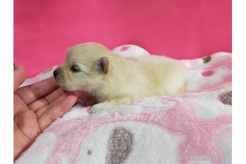 成約済の神奈川県のポメラニアン-273124の21枚目