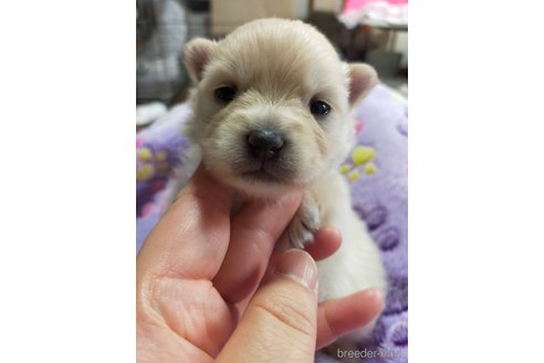 成約済の神奈川県のポメラニアン-273124の20枚目