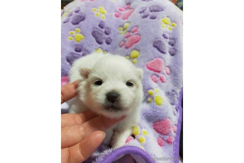 成約済の神奈川県のポメラニアン-273125の15枚目