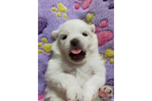 成約済の神奈川県のポメラニアン-273125の14枚目