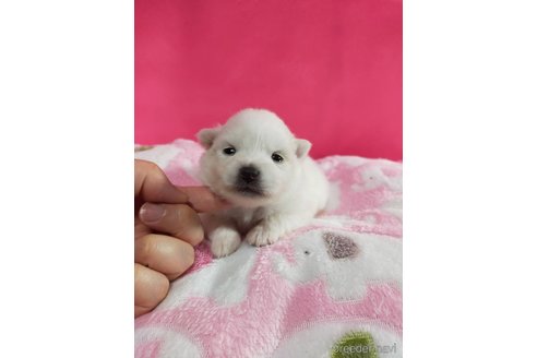 成約済の神奈川県のポメラニアン-273125の13枚目