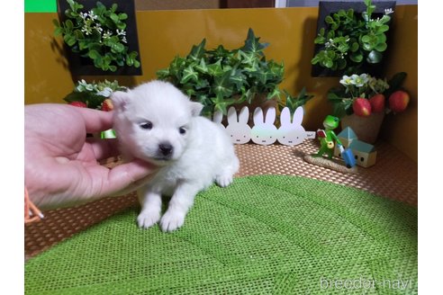 成約済の神奈川県のポメラニアン-273125の12枚目
