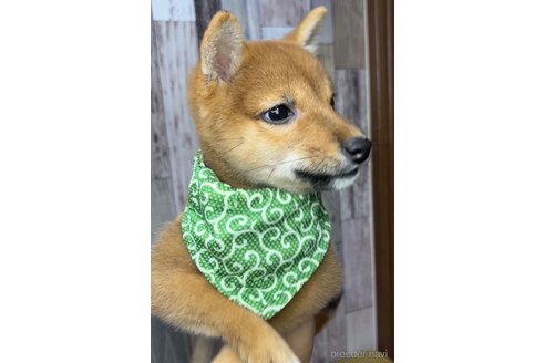 成約済の茨城県の豆柴-268285の2枚目