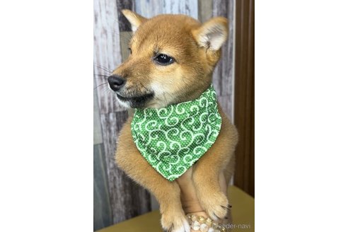 成約済の茨城県の豆柴-268285の3枚目