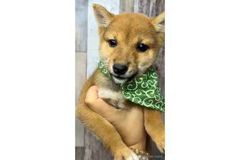 成約済の茨城県の豆柴-268285の4枚目