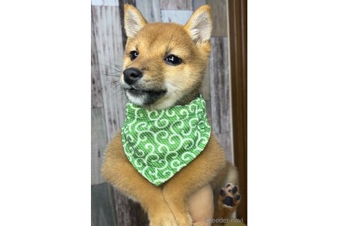 成約済の茨城県の豆柴-268285の5枚目