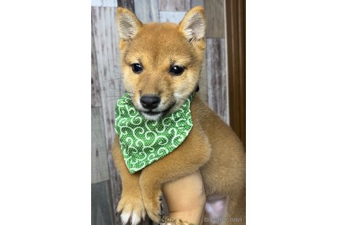 成約済の茨城県の豆柴-268285の1枚目