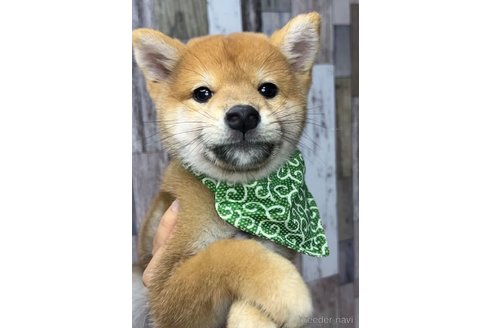 dog_img_1_thumb_mob_i9undr3vb5