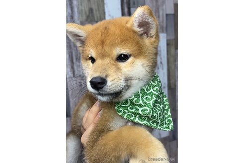 【正規品】 茨城県の豆柴｜男の子・2023/08/08生まれ・赤色（子犬ID：268287 絵画