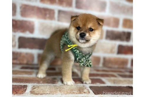 成約済の福岡県の豆柴-273195の1枚目