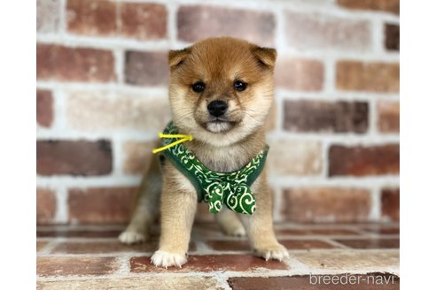 成約済の福岡県の豆柴-273195の2枚目