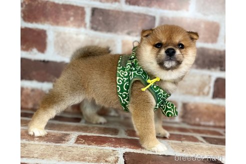 成約済の福岡県の豆柴-273195の3枚目