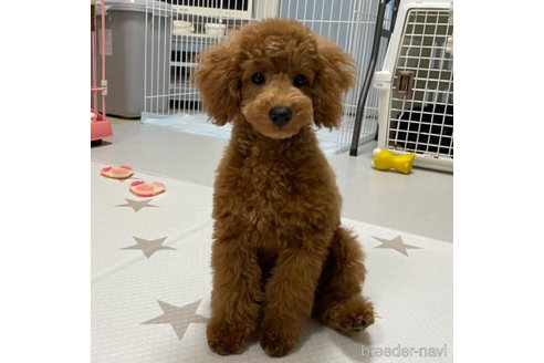 成約済の長野県のトイプードル-262085の2枚目
