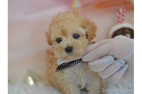 成約済の埼玉県のミックス犬-270700の7枚目