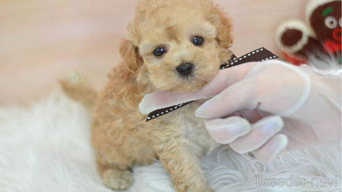 成約済の埼玉県のミックス犬-270700の6枚目