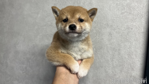 子犬