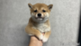 オンライン見学