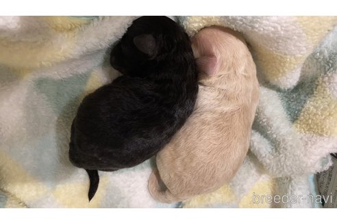 成約済の愛知県のティーカッププードル-273240の57枚目