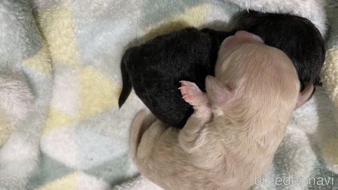 成約済の愛知県のティーカッププードル-273241の48枚目