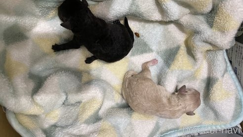 成約済の愛知県のティーカッププードル-273241の45枚目