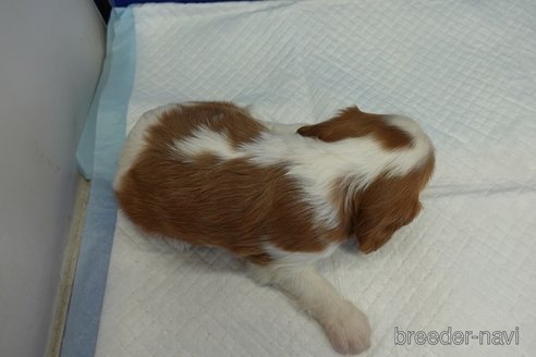 成約済の愛知県のキャバリアキングチャールズスパニエル-273260の10枚目