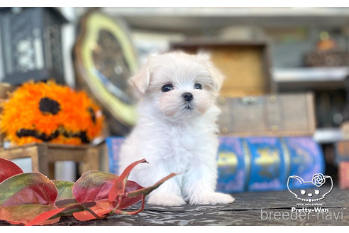 成約済の愛知県のマルチーズ-273292の3枚目