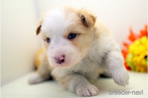 成約済の埼玉県のボーダーコリー-273273の3枚目
