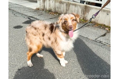 成約済の山梨県のオーストラリアンシェパード-260813の3枚目