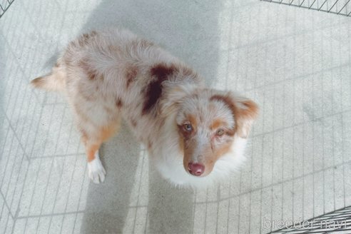 成約済の山梨県のオーストラリアンシェパード-260813の3枚目