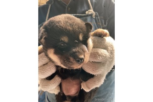 成約済の広島県の柴犬-273316の10枚目